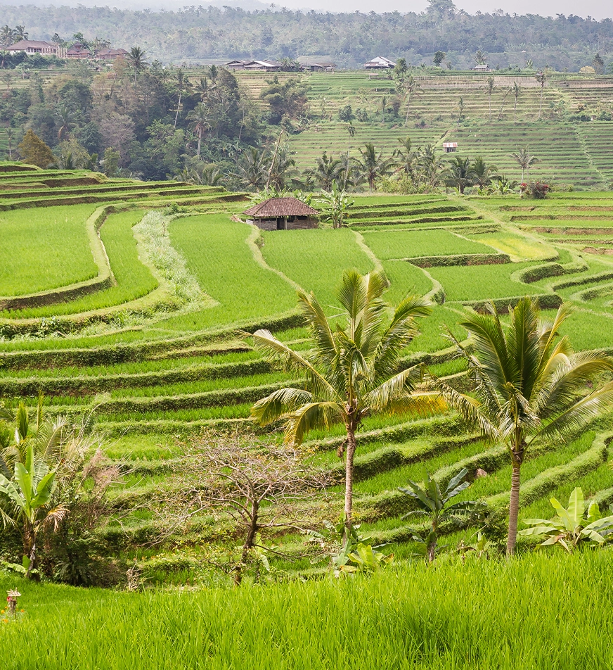 Bohol Rice Terraces