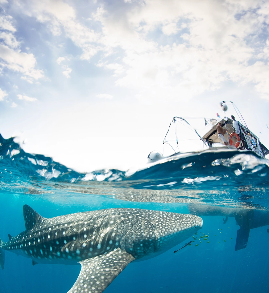 Bohol Whale Shark Interaction