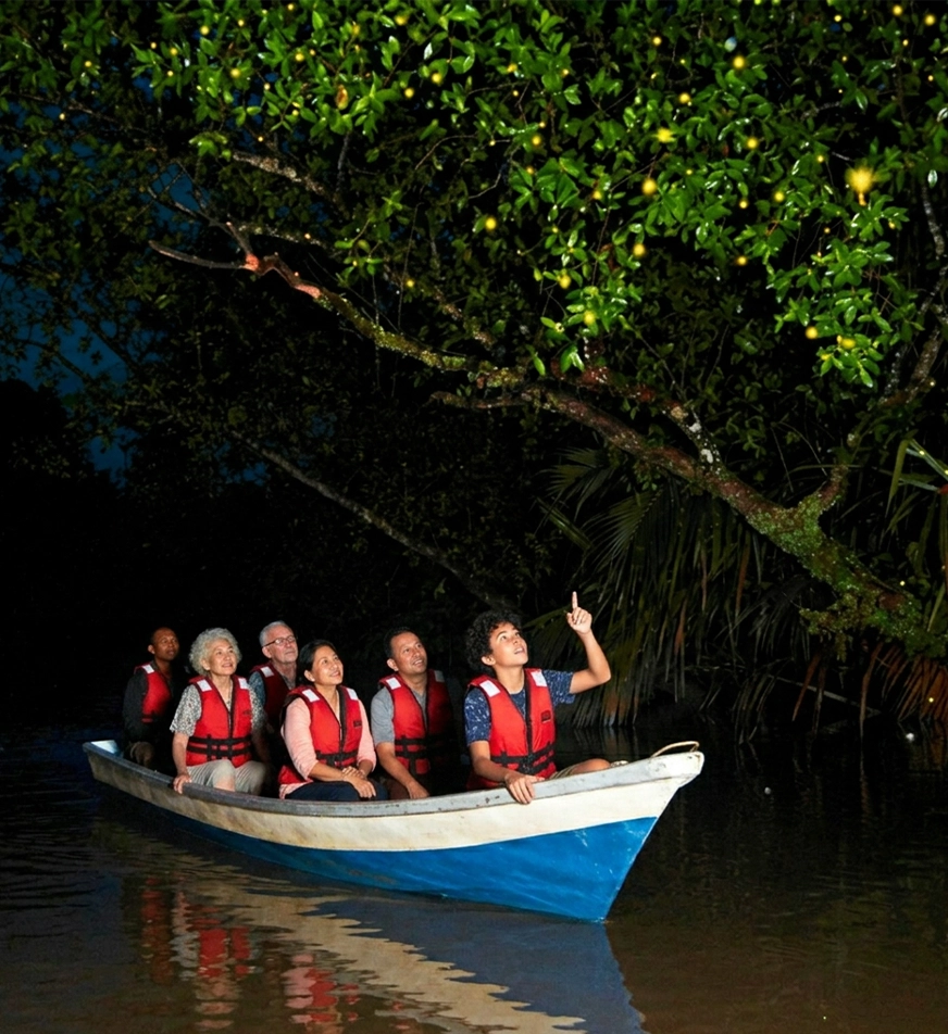 Bohol Firefly Watching